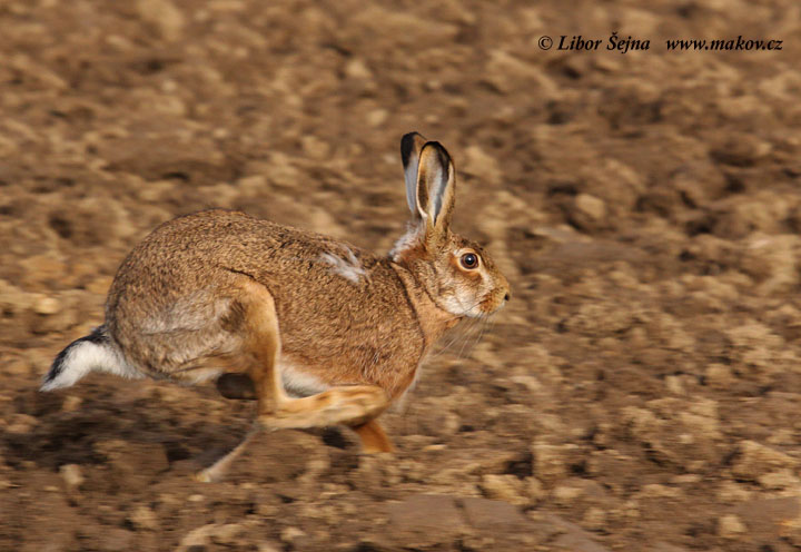 Zajíc polní (Lepus europaeus)