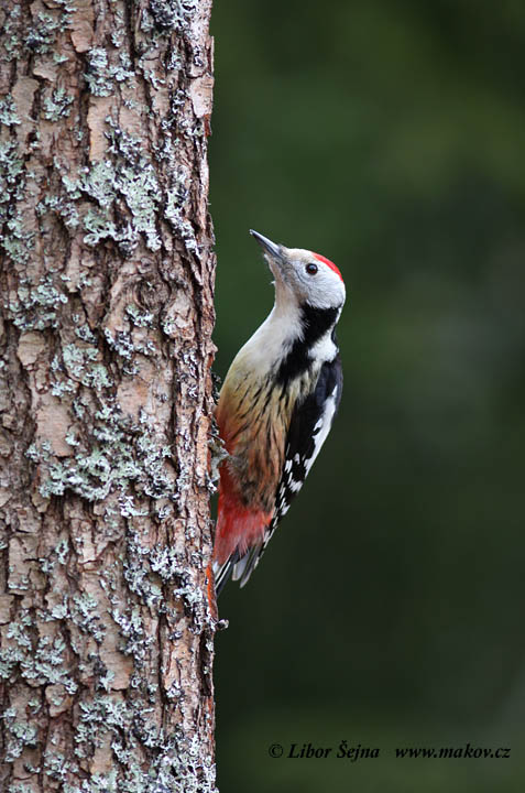 Strakapoud prostřední (Dendrocopos medius)