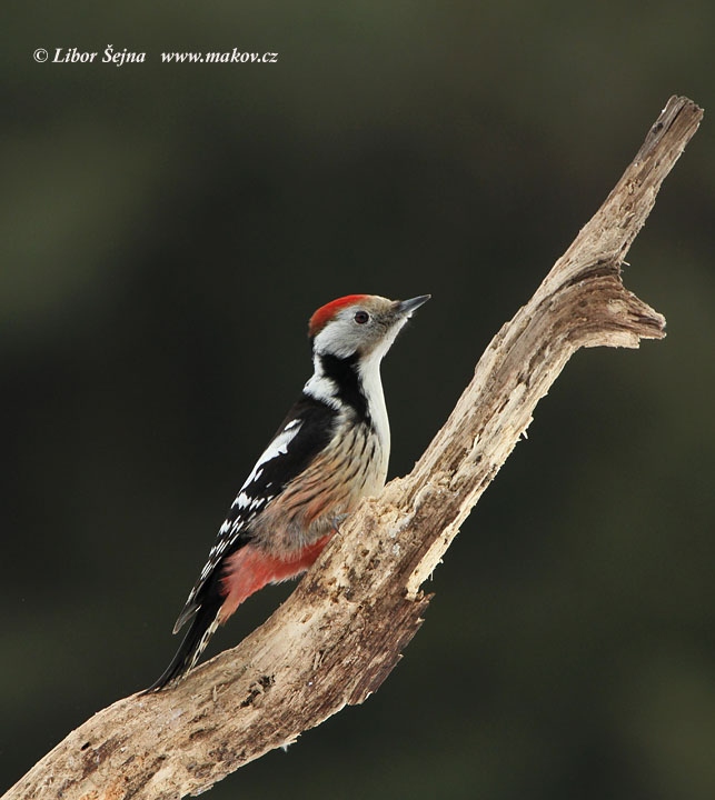 Strakapoud prostřední (Dendrocopos medius)