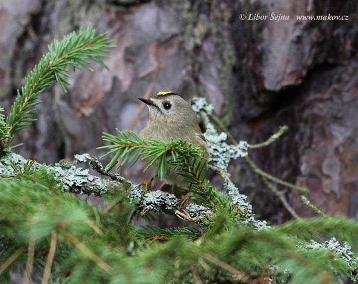 Králíček obecný (Regulus regulus)