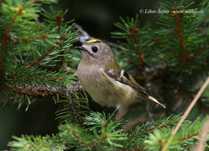 Králíček obecný (Regulus regulus)