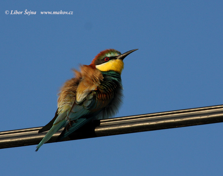 Vlha pestrá (Merops apiaster)