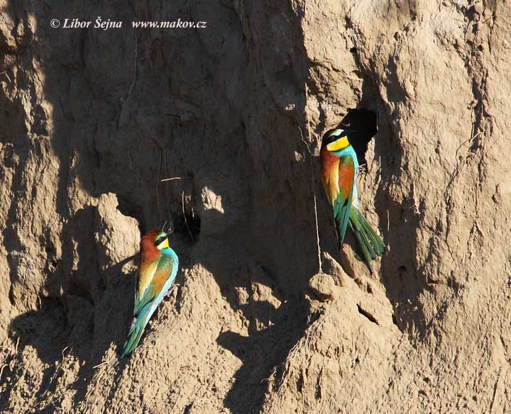 Vlha pestrá (Merops apiaster)