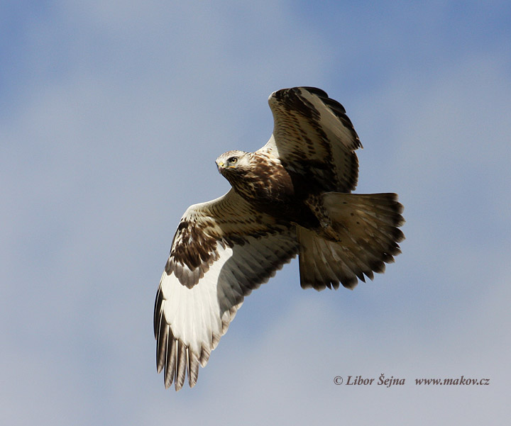 Káně rousná (Buteo lagopus)