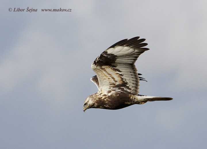 Káně rousná (Buteo lagopus)