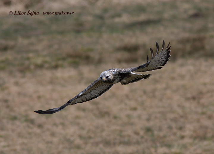 Káně rousná (Buteo lagopus)