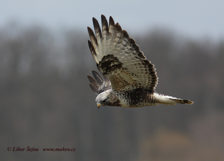 Káně rousná (Buteo lagopus)