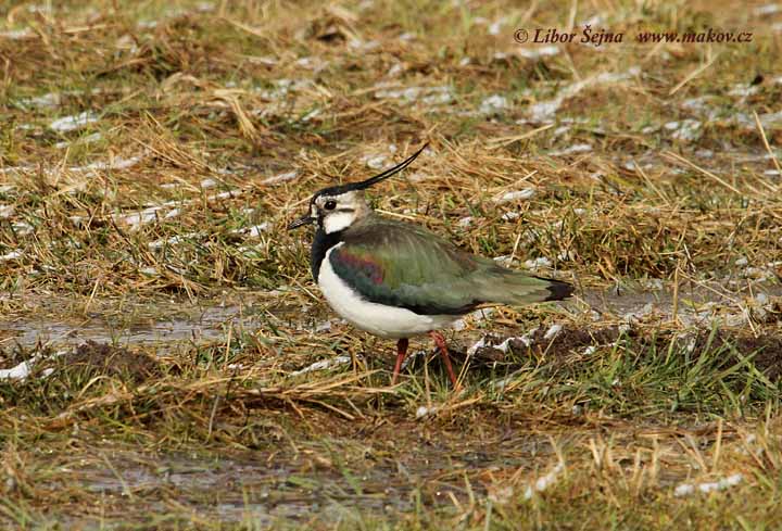Čejka chocholatá (Vanellus vanellus)