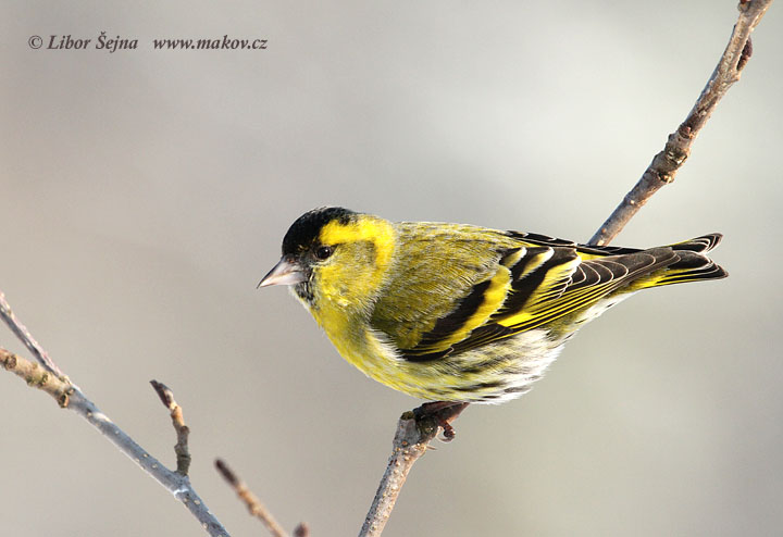 Čížek lesní (Carduelis spinus)