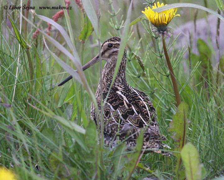 Bekasína otavní (Gallinago gallinago)