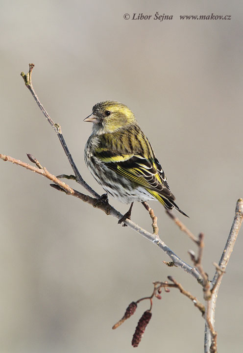Čížek lesní (Carduelis spinus)