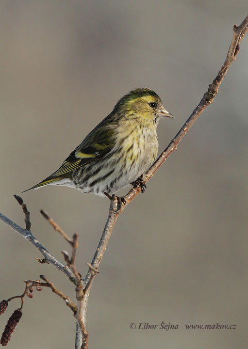 Čížek lesní (Carduelis spinus)