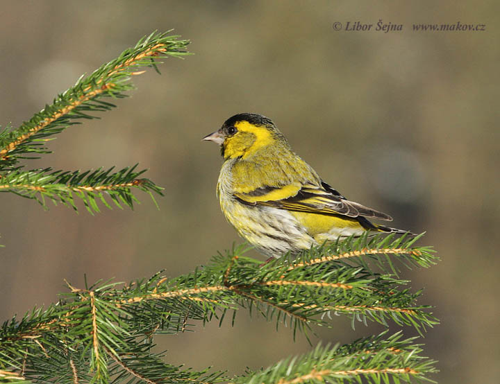 Čížek lesní (Carduelis spinus)