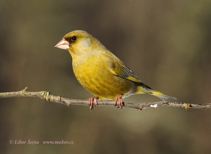Zvonek zelený (Carduelis chloris)