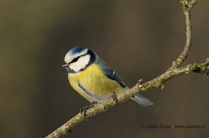 Sýkora modřinka (Parus caeruleus)