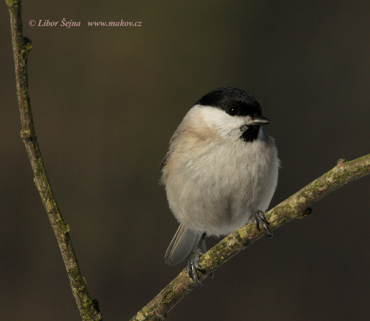 Sýkora babka (Parus palustris)