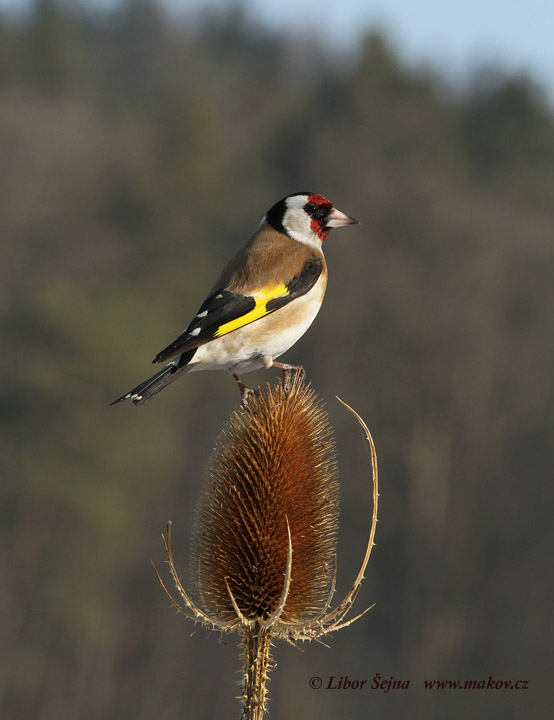 Stehlík obecný (Carduelis carduelis)