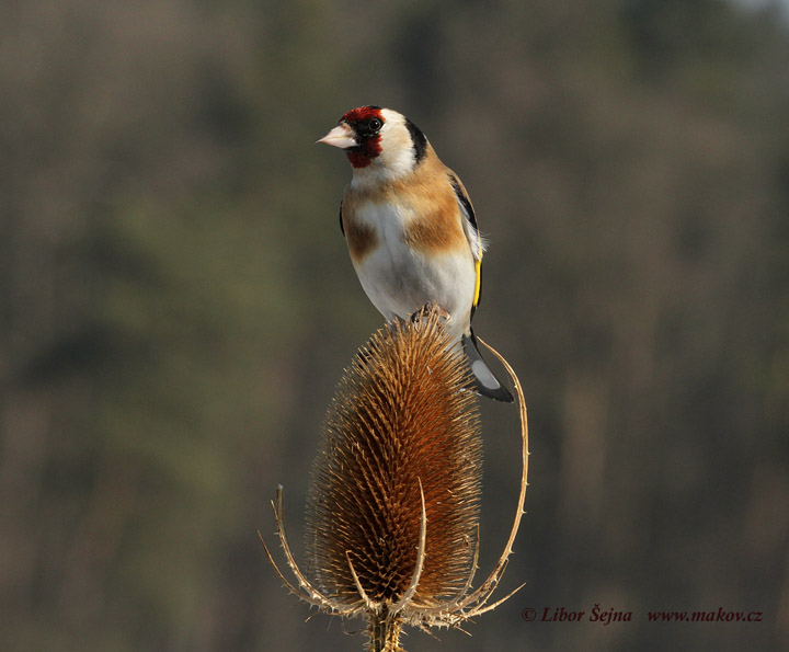 Stehlík obecný (Carduelis carduelis)