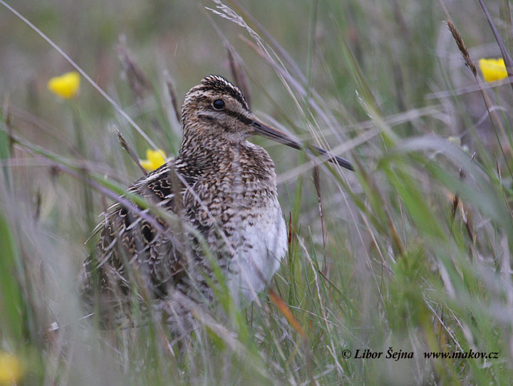 Bekasína otavní (Gallinago gallinago)