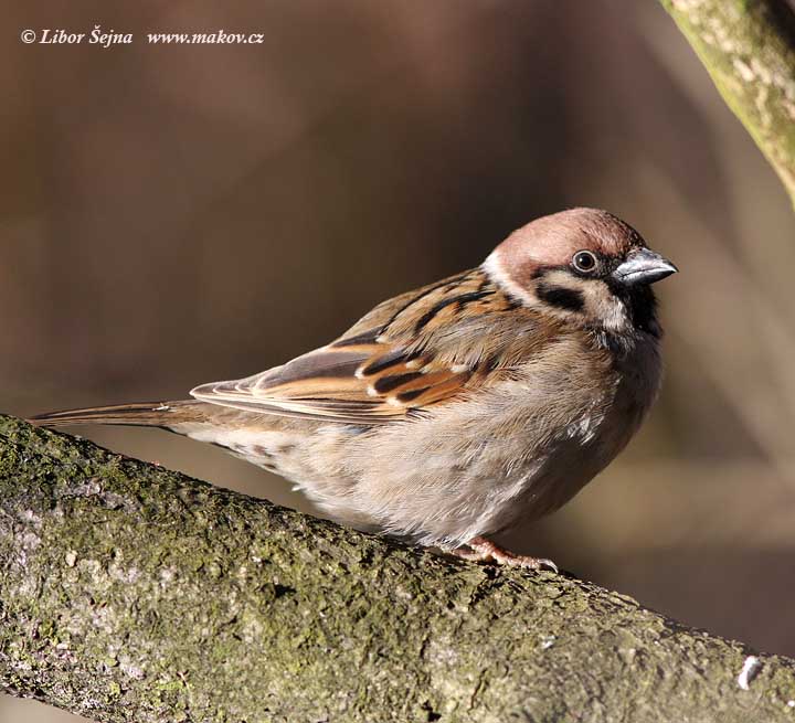 Vrabec polní (Passer montanus)