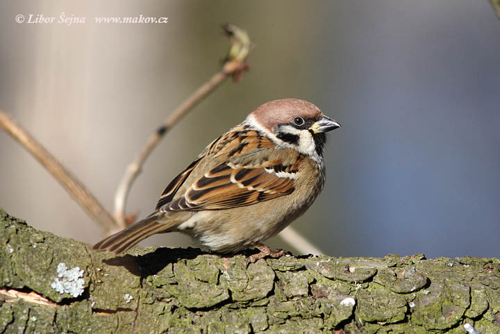 Vrabec polní (Passer montanus)
