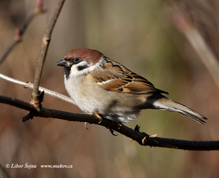 Vrabec polní (Passer montanus)