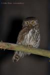 Pygmy Owl (Glaucidium passerinum)