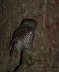 Pygmy Owl (Glaucidium passerinum)