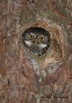 Pygmy Owl (Glaucidium passerinum)