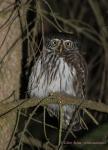 Pygmy Owl (Glaucidium passerinum)