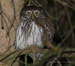 Pygmy Owl (Glaucidium passerinum)