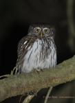 Pygmy Owl (Glaucidium passerinum)