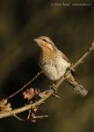 Wryneck (Jynx torquilla)