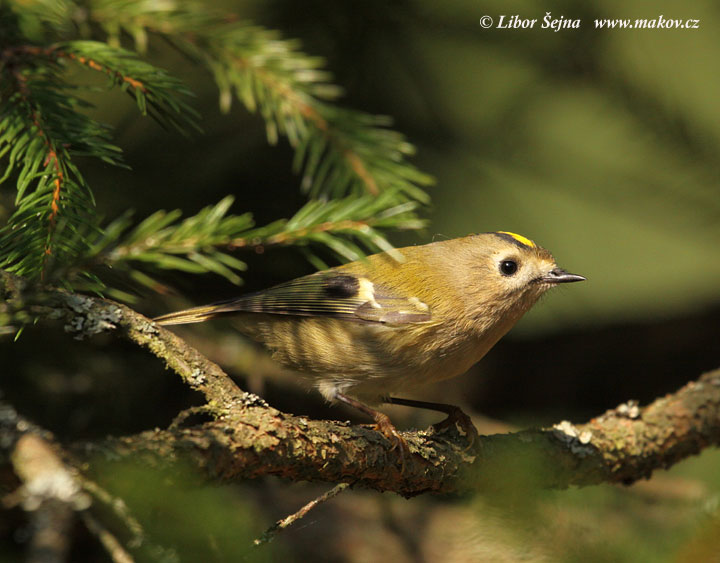 Králíček obecný (Regulus regulus)