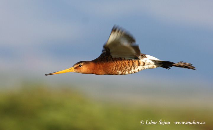 Black-tailed Godwit (Limosa limosa)