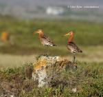 Břehouš černoocasý (Limosa limosa)