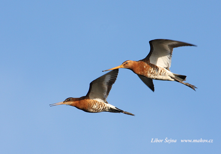 Black-tailed Godwit (Limosa limosa)