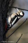 Greater Spotted Woodpecker (Dendrocopos major)