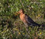 Břehouš černoocasý (Limosa limosa)