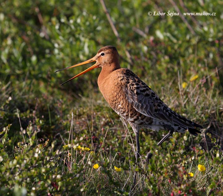 Black-tailed Godwit (Limosa limosa)