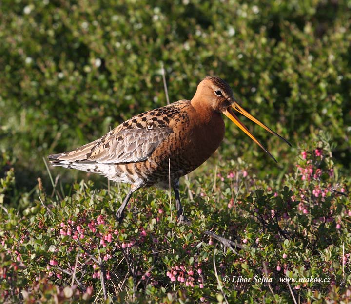 Black-tailed Godwit (Limosa limosa)