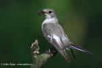 Collared Flycatcher (Ficedula albicollis)