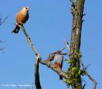 Poštolka rudonohá (Falco vespertinus)