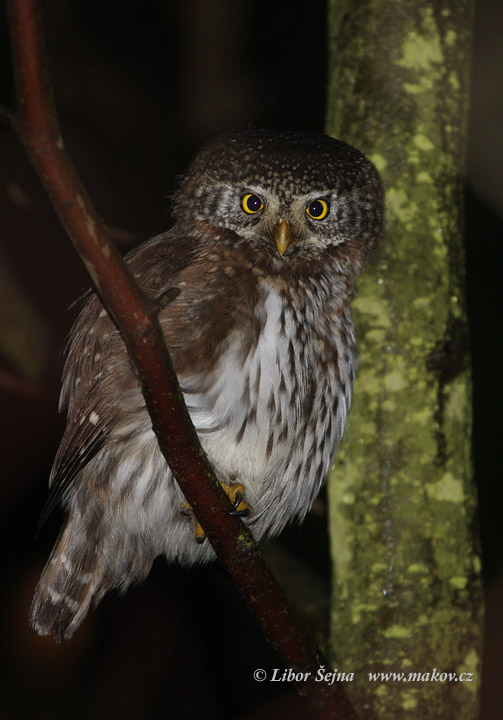 Pygmy Owl (Glaucidium passerinum)