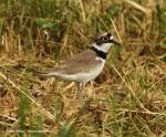 Little Ringed Plover (Charadrius dubinus)