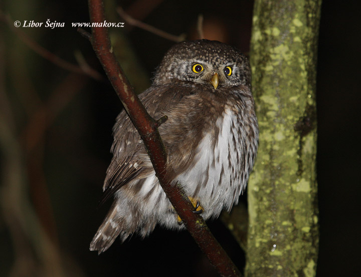 Pygmy Owl (Glaucidium passerinum)