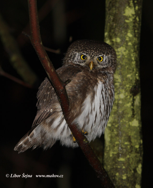 Pygmy Owl (Glaucidium passerinum)