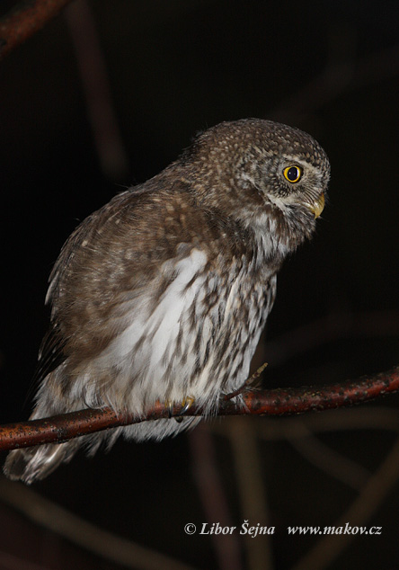 Pygmy Owl (Glaucidium passerinum)