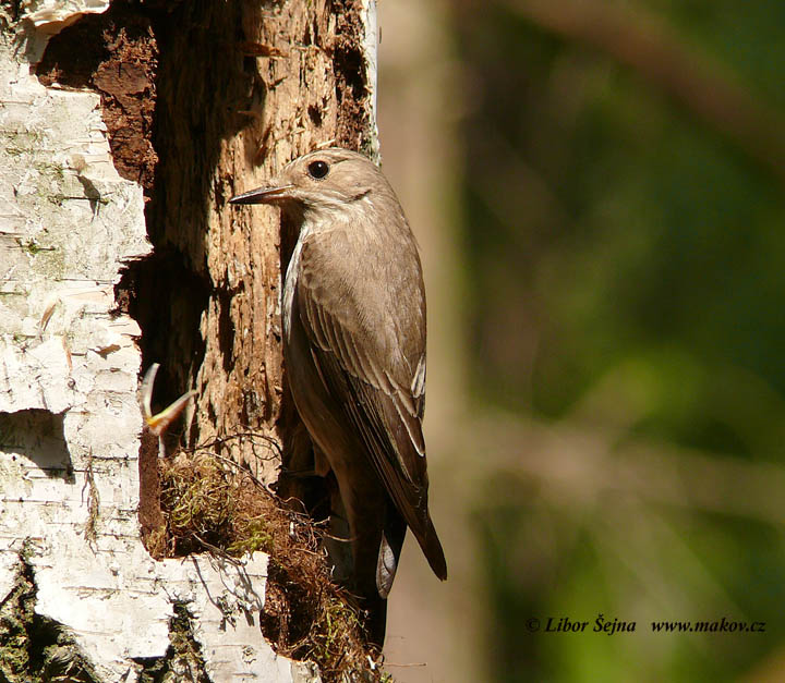 Spotted Flycatcher (Muscicapa striata)