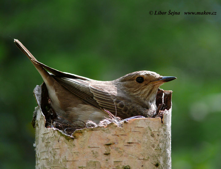 Spotted Flycatcher (Muscicapa striata)